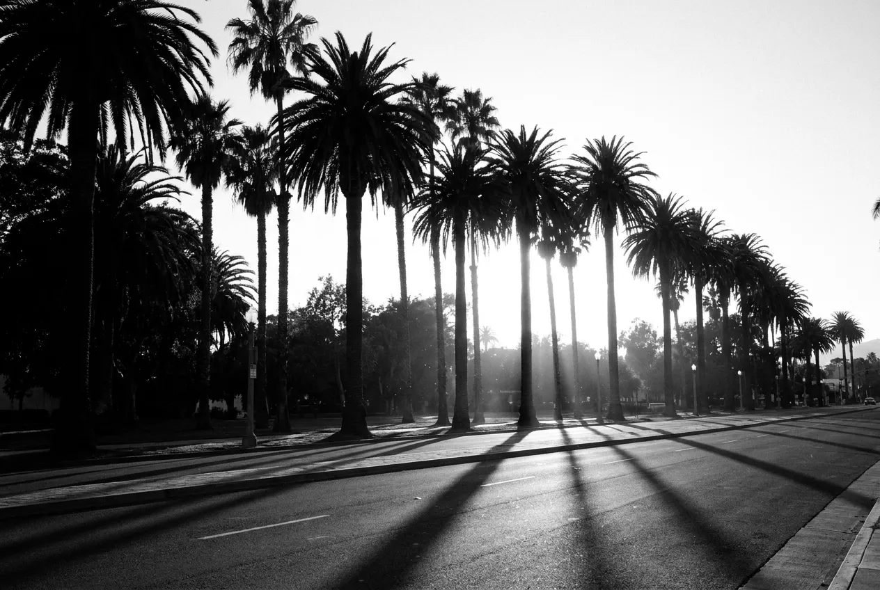 Rangée de palmiers de Cabrillo Boulevard à contre-jour, Santa Barbara, Lun 28 sept. 2026