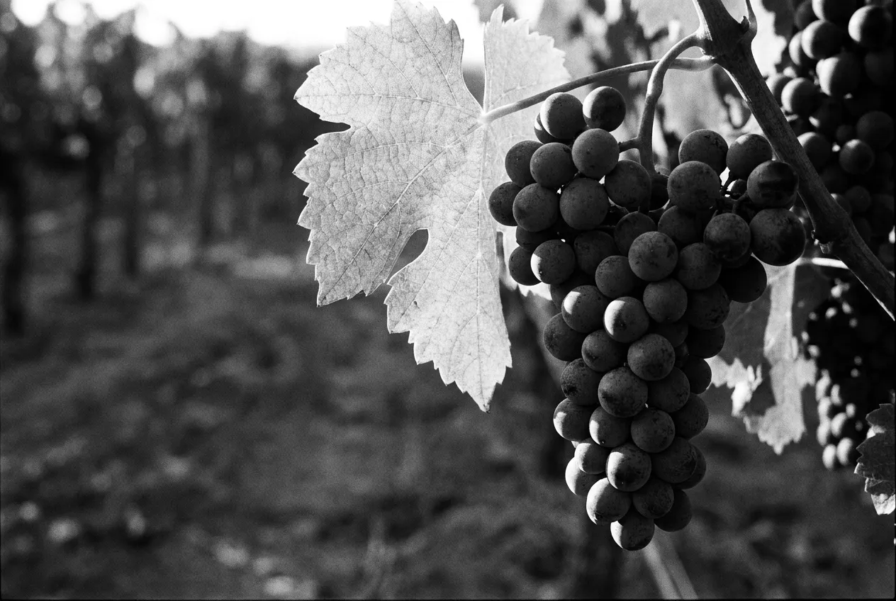 Grappe et feuille de vigne en contre-jour, Napa Valley, Mar 6 oct. 2026