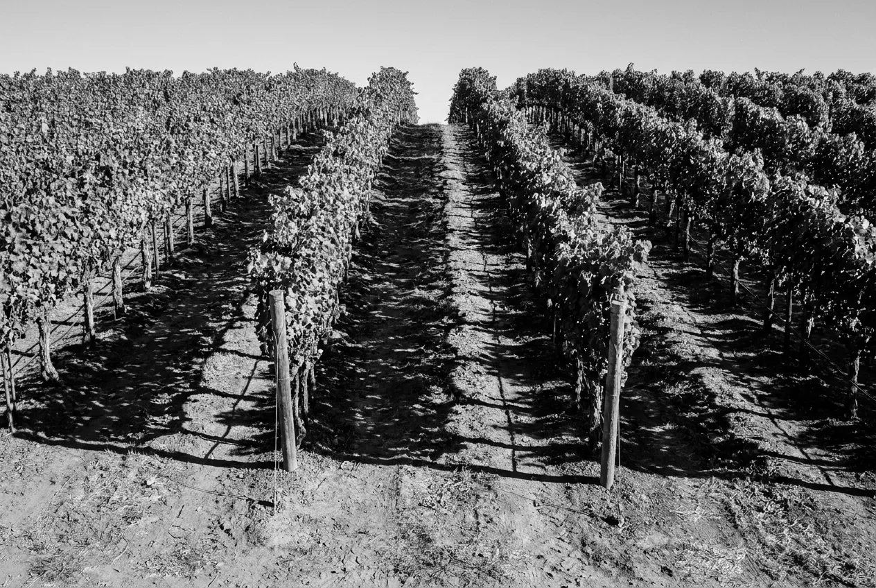 Les rangs de vigne vus d'en haut, lignes parallèles, Napa Valley, Mar 6 oct. 2026